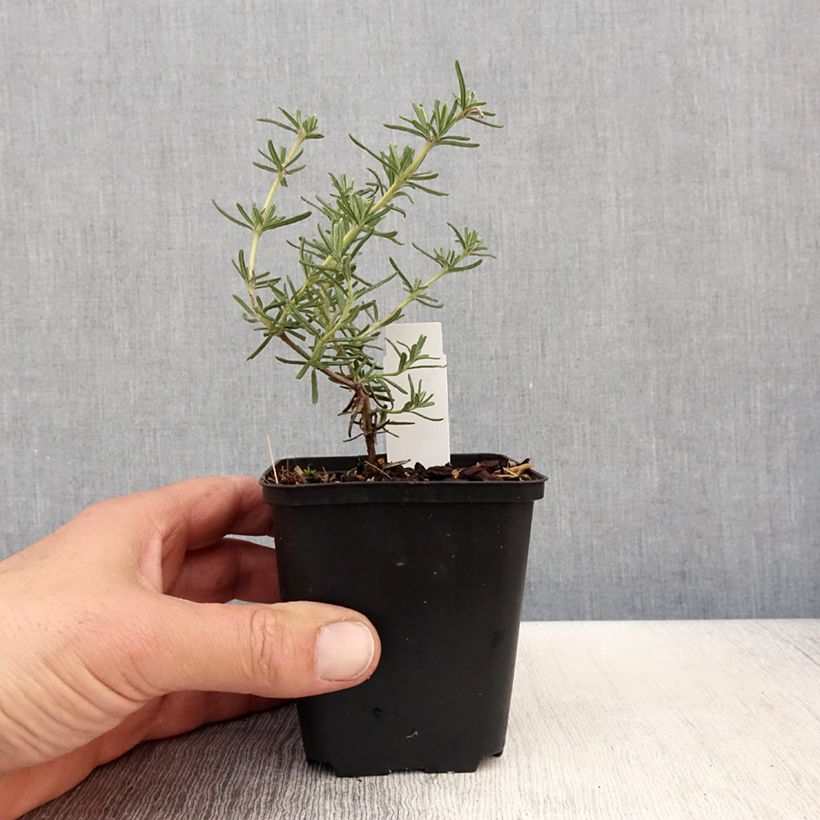 Esimerkki keväällä toimitetusta Rosmariini Majorca Pink Taimiruukku 8/9 cm-taimesta