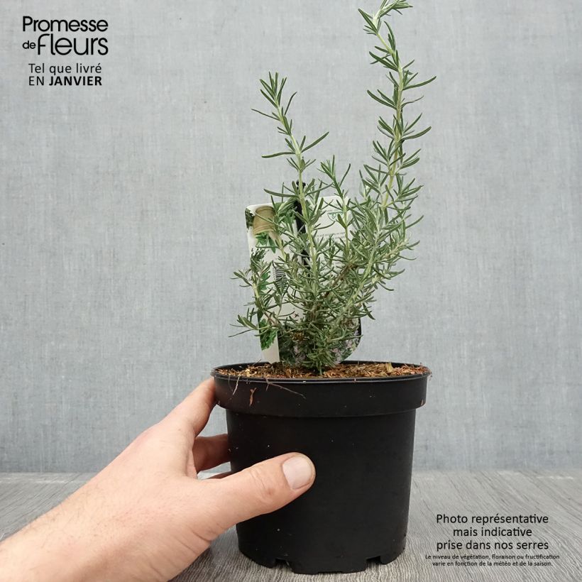 Esimerkki talvella toimitetusta Romarin - Rosmarinus officinalis Majorca Pink  Pot de 1,5L/2L-taimesta