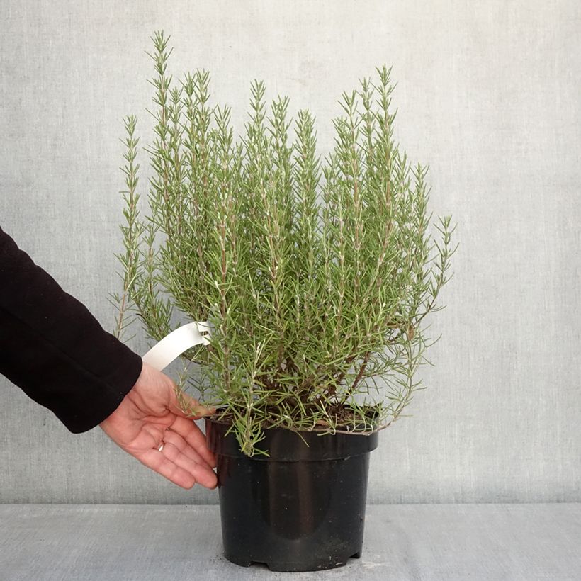 Esimerkki talvella toimitetusta Rosmariini Miss Jessopps Upright Ruukku 3L / 4L-taimesta
