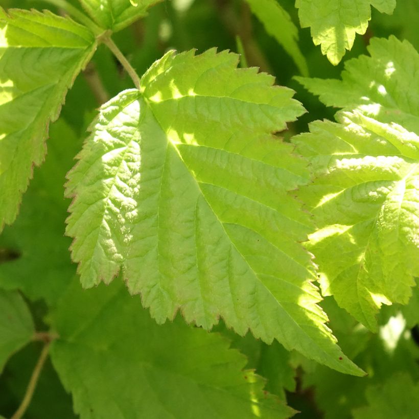 Sinivatukka - Rubus caesius (Lehvistö)