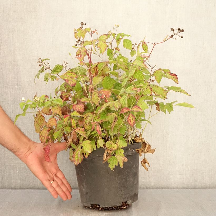 Esimerkki kesällä toimitetusta Sinivatukka - Rubus caesius 4 litran/5 litran ruukku, Mätäs-taimesta