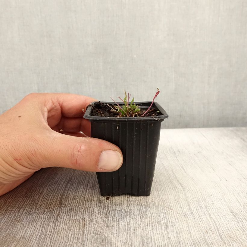 Esimerkki syksyllä toimitetusta Valkohietasinappi luomu - Diplotaxis erucoides 8/9 cm taimiruukku-taimesta