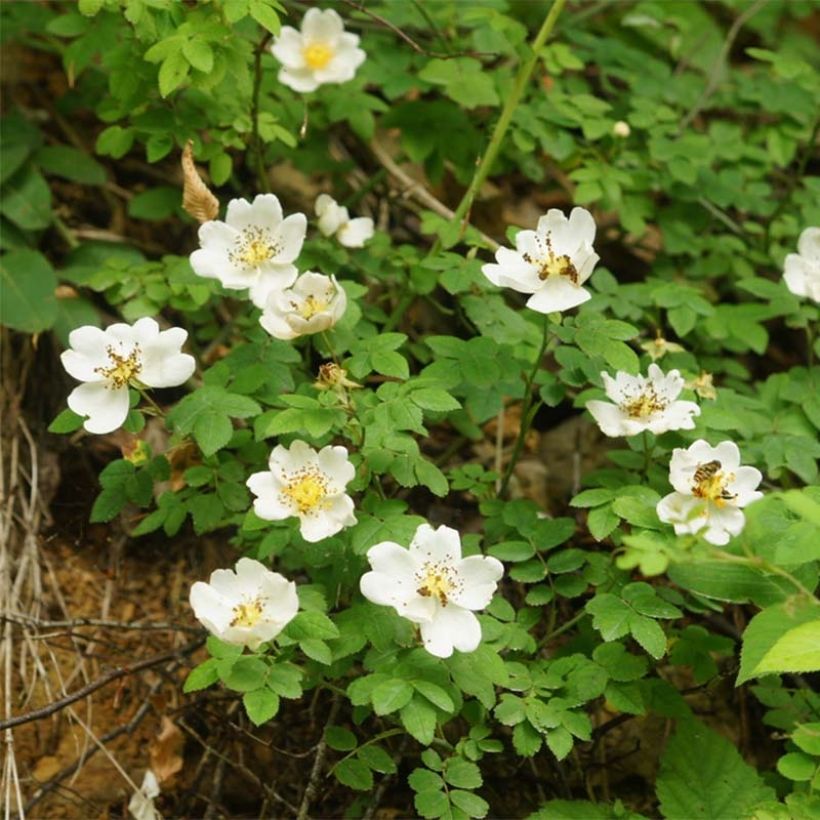 Lajiruusu - Rosa arvensis (Kukinta)