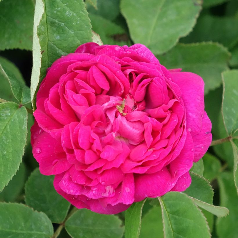Vanha ruusu Rose de Rescht (Kukinta)