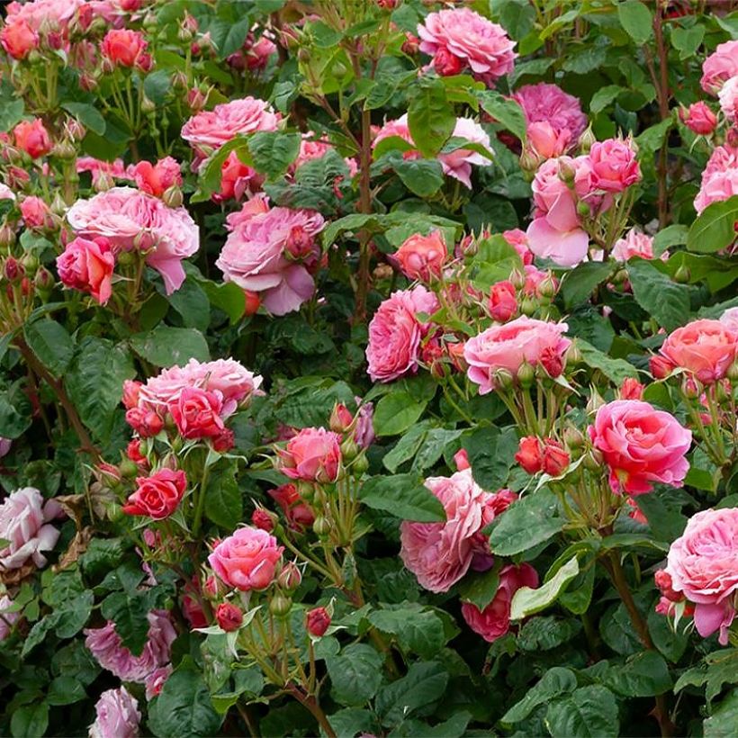 Floribundaruusu Pick'n Go Mattmag (Kasvutapa)