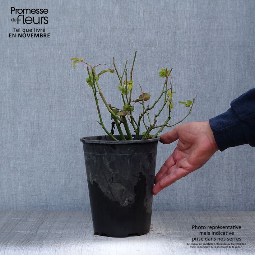 Esimerkki syksyllä toimitetusta Polyantharuusu Golden Border 3 litran/4 litran ruukku-taimesta