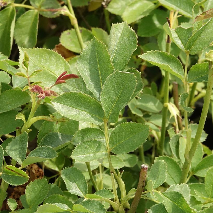 Polyantharuusu Golden Border (Lehvistö)