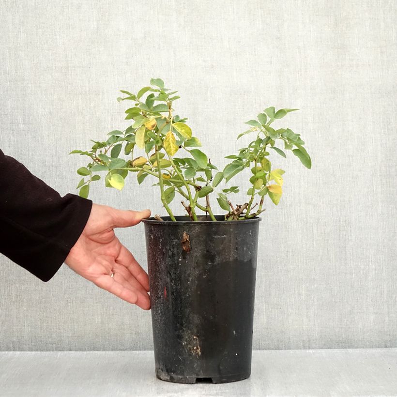 Esimerkki syksyllä toimitetusta Floribundaruusu Kosmos 4 litran/5 litran ruukku-taimesta