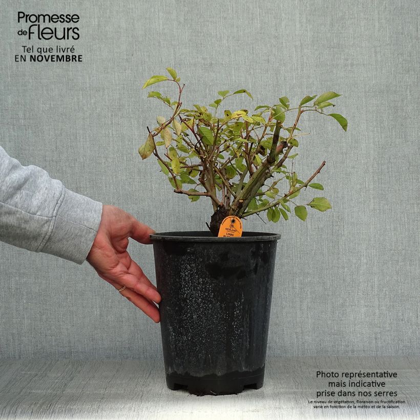 Esimerkki syksyllä toimitetusta Polyantharuusu Louis Blériot 4 litran/5 litran ruukku-taimesta