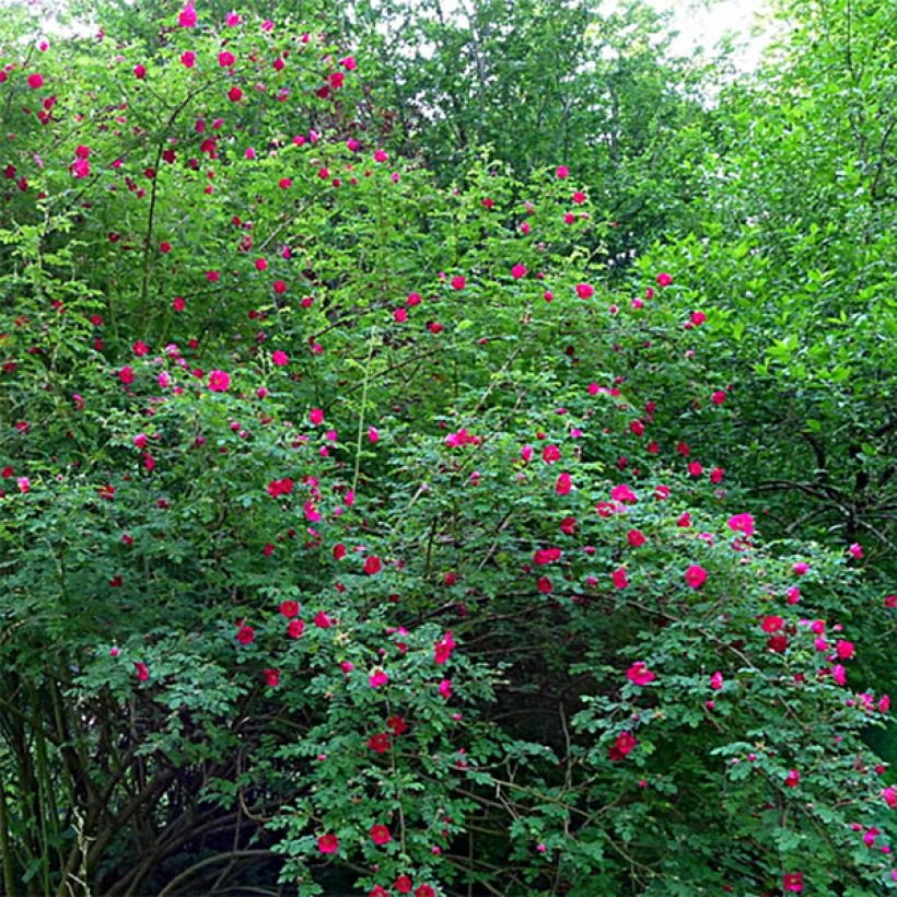 Lajiruusu Geranium (Kasvutapa)