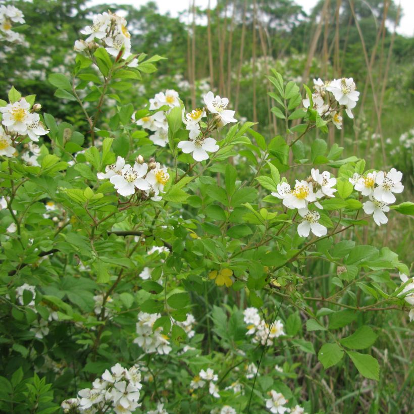Japaninköynnösruusu - Rosa multiflora (Kasvutapa)