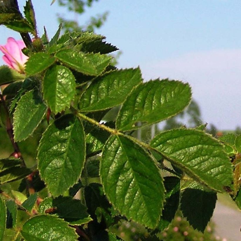Omenaruusu - Rosa rubiginosa (Lehvistö)