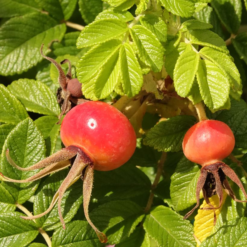 Kurtturuusu Angelia Pink (Sadonkorjuu)