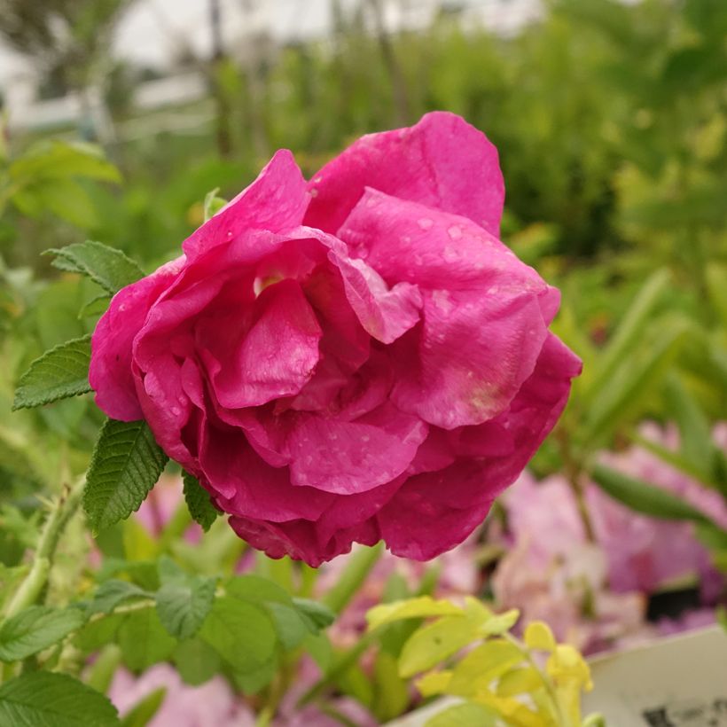 Kurtturuusu Angelia Purple (Kukinta)