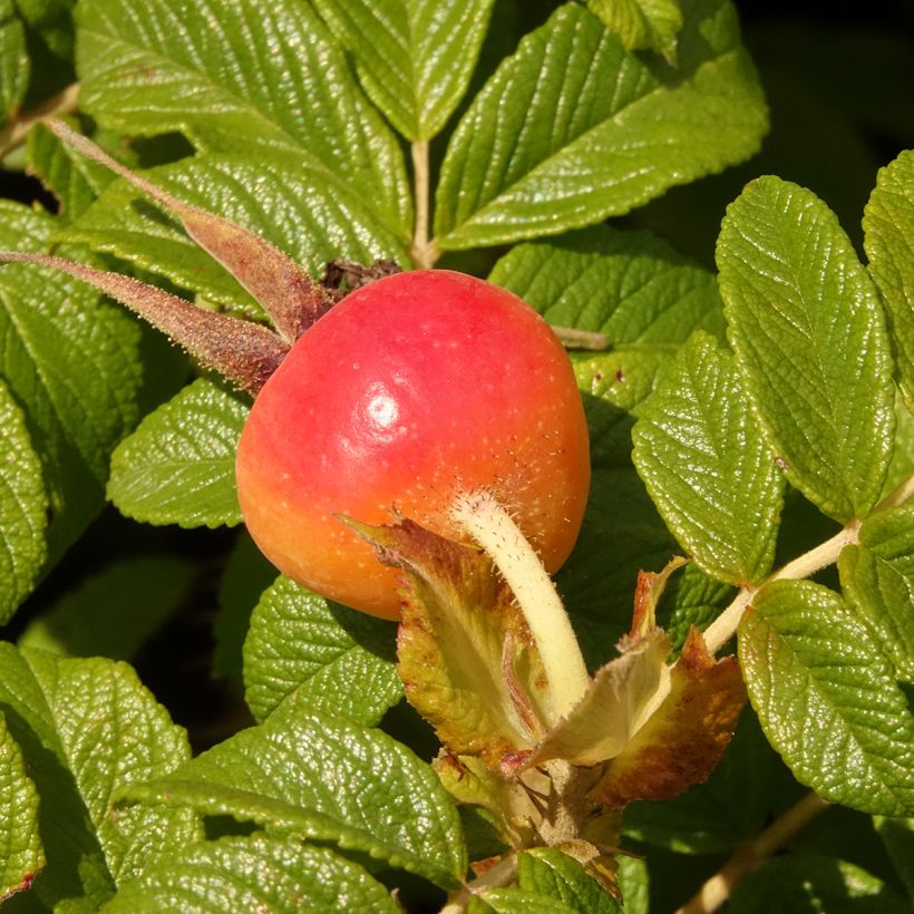 Kurtturuusu Angelia Purple (Sadonkorjuu)