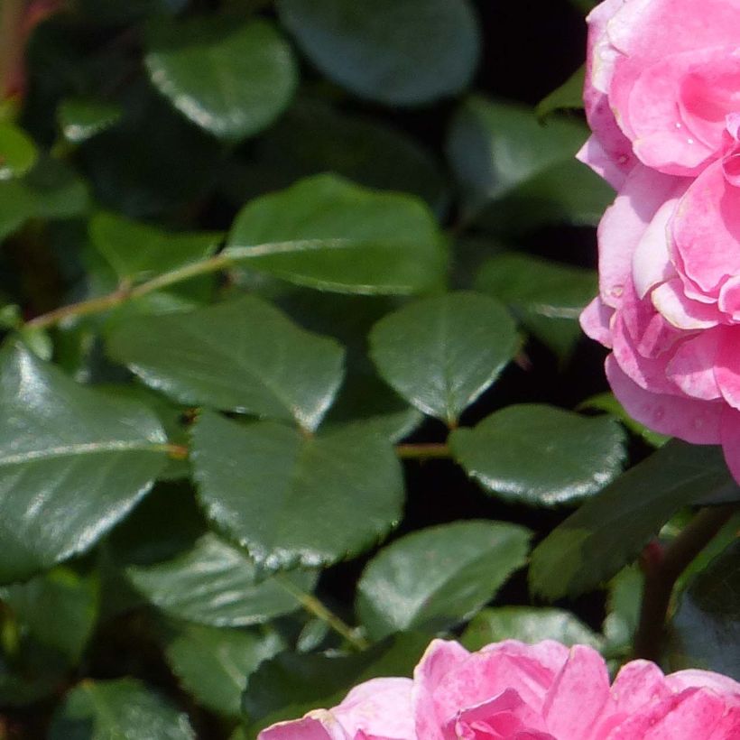 Köynnösruusu Rosarium Uetersen Kortersen (Lehvistö)