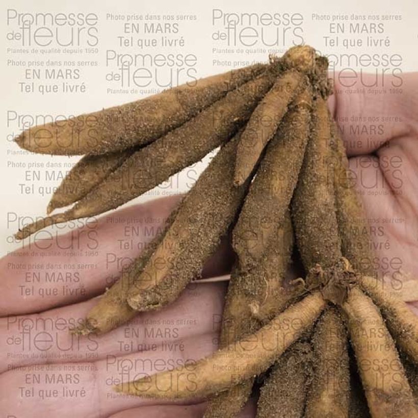 Esimerkki toimitetusta Roscoea beesiana Bulbe calibre I-taimesta