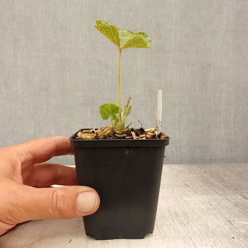 Esimerkki kesällä toimitetusta Tarhasalkoruusu Chater's Double Godet de 8/9 cm-taimesta