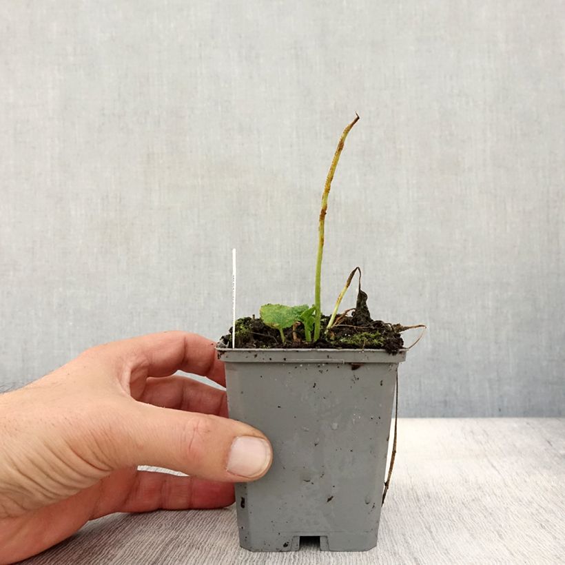 Esimerkki syksyllä toimitetusta Tarhasalkoruusu Chater's Double Violet 8/9 cm taimiruukku-taimesta