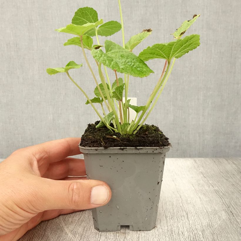 Esimerkki kesällä toimitetusta Tarhasalkoruusu Chater's Double Violet Godet de 8/9 cm-taimesta