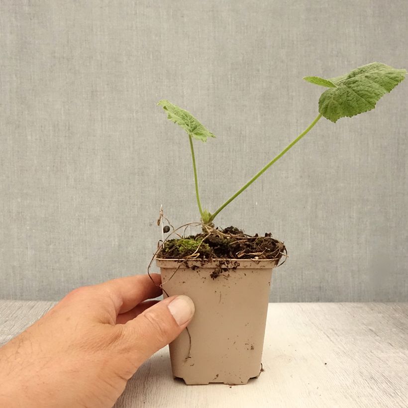 Esimerkki kesällä toimitetusta Tarhasalkoruusu Sunshine Godet de 8/9 cm-taimesta