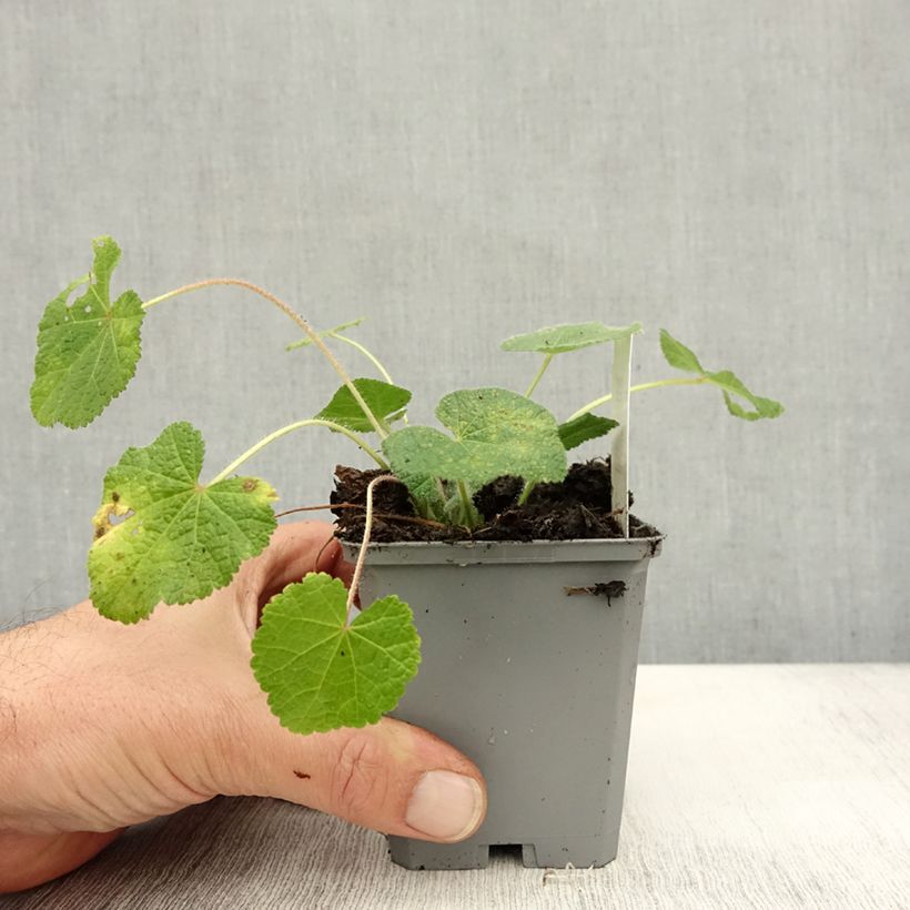 Esimerkki syksyllä toimitetusta Nukkasalkoruusu - Alcea rugosa 8/9 cm taimiruukku-taimesta