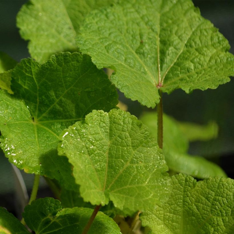 Tarhasalkoruusu Nigra (Lehvistö)