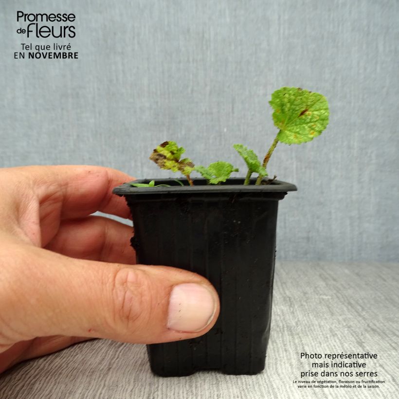 Esimerkki syksyllä toimitetusta Tarhasalkoruusu Nigra 7/8 cm taimiruukku-taimesta
