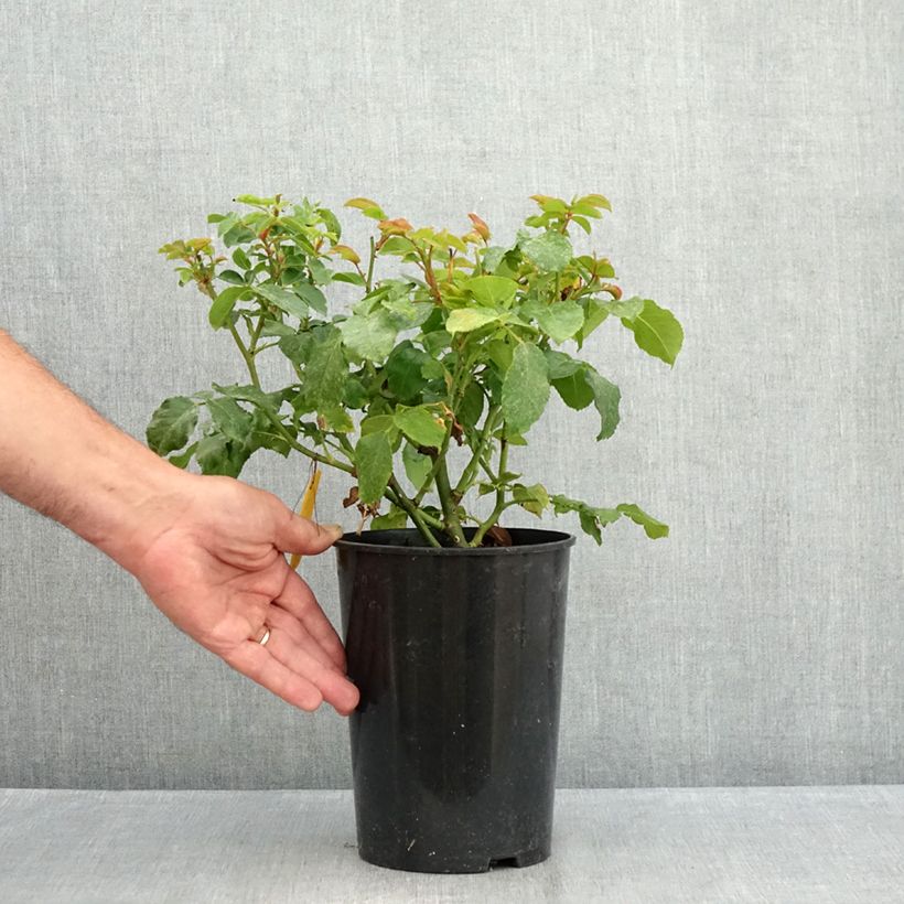 Esimerkki kesällä toimitetusta Floribundaruusu Abracadabra Koramsaro 3 litran/4 litran ruukku-taimesta