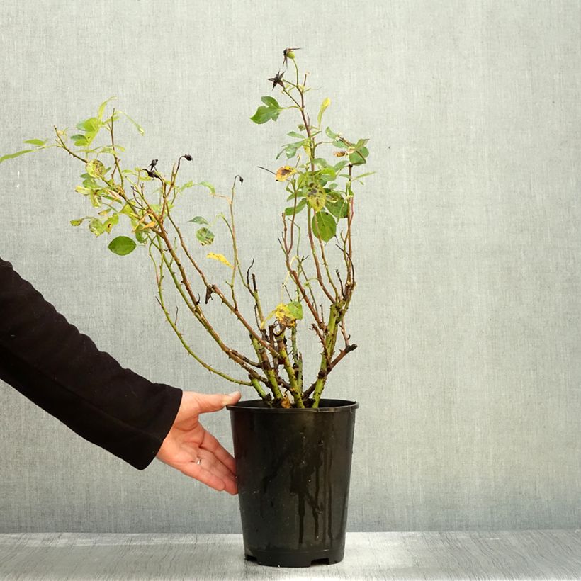 Esimerkki syksyllä toimitetusta Floribundaruusu Alain 4 litran/5 litran ruukku-taimesta