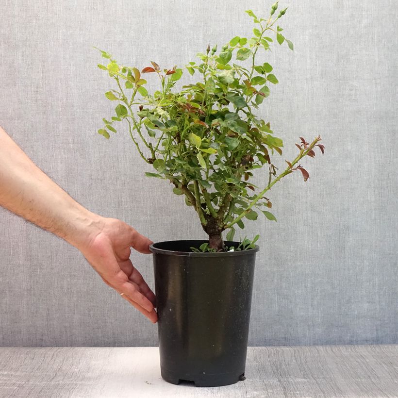 Esimerkki kesällä toimitetusta Floribundaruusu Alain 4 litran/5 litran ruukku-taimesta