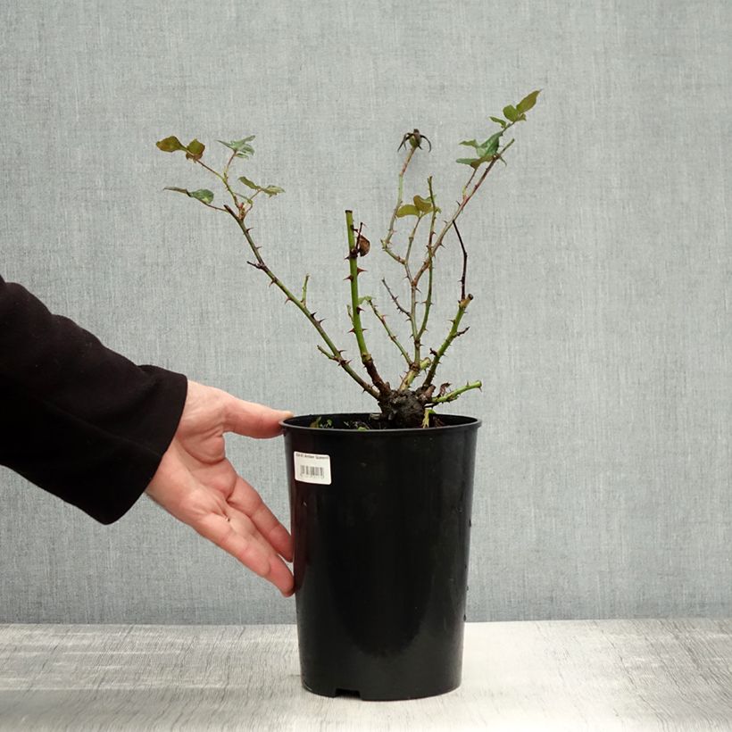 Esimerkki syksyllä toimitetusta Floribundaruusu Amber Queen 2 litran/3 litran ruukku-taimesta