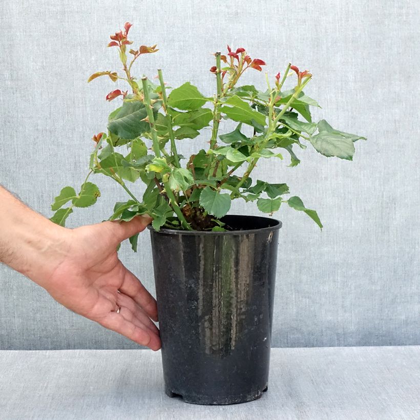 Esimerkki kesällä toimitetusta Floribundaruusu Amber Queen 2 litran/3 litran ruukku-taimesta