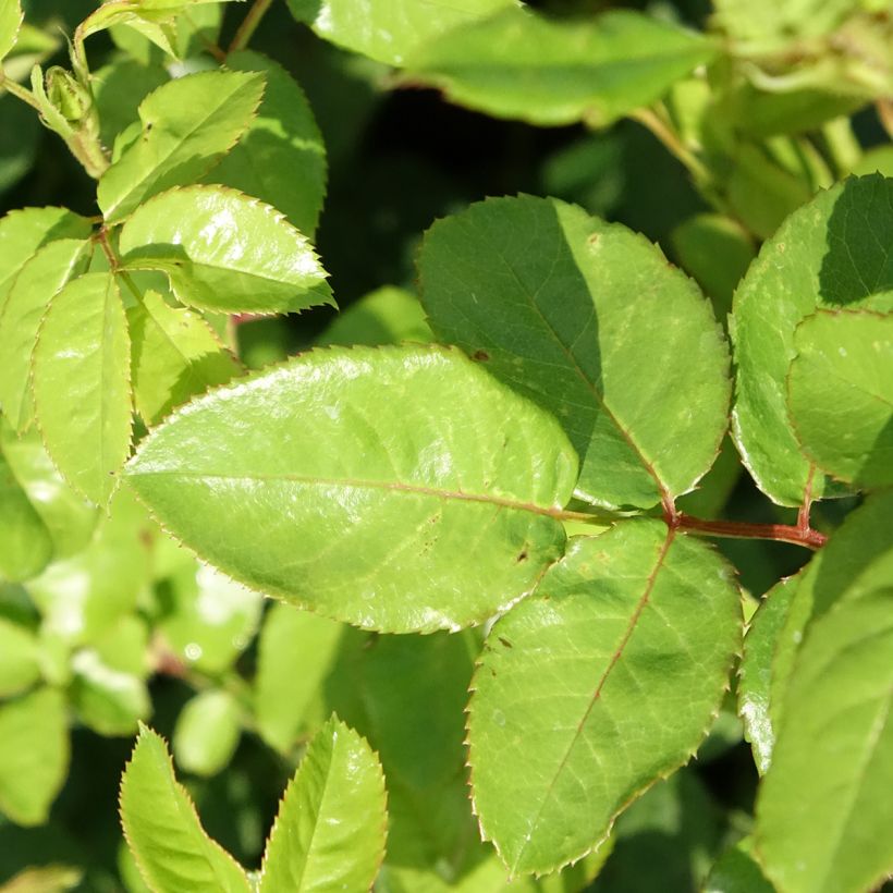 Floribundaruusu Anny Duperey (Lehvistö)