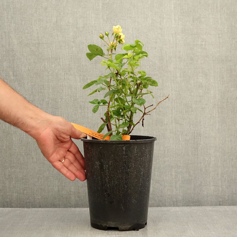 Esimerkki kesällä toimitetusta Floribundaruusu Anny Duperey 4 litran/5 litran ruukku-taimesta