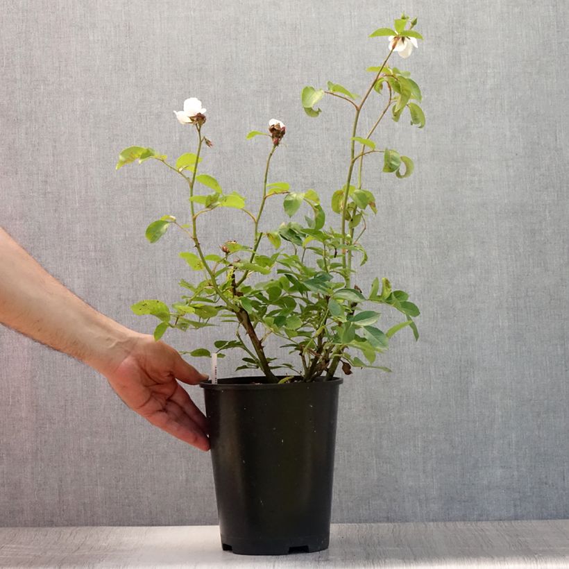 Esimerkki kesällä toimitetusta Floribundaruusu Astronomia Meillandécor 4 litran/5 litran ruukku-taimesta