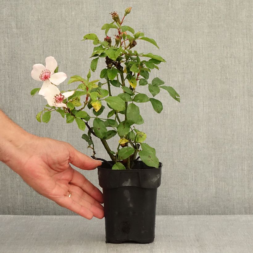 Esimerkki kesällä toimitetusta Floribundaruusu Astronomia Meillandécor 10 cm/11 cm ruukku-taimesta