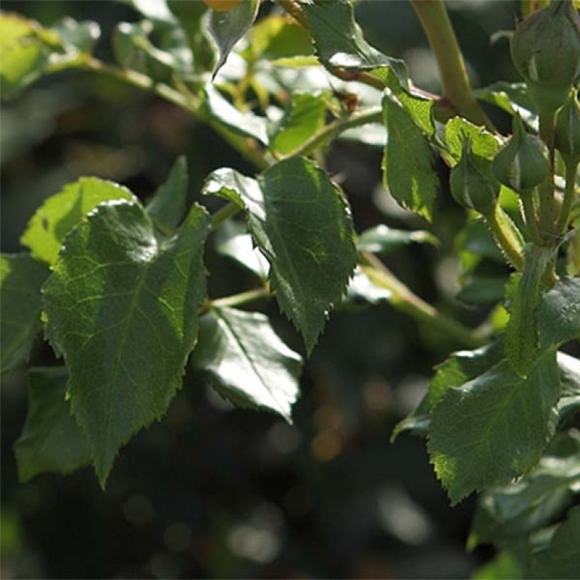 Floribundaruusu Bentheimer Gold (Lehvistö)