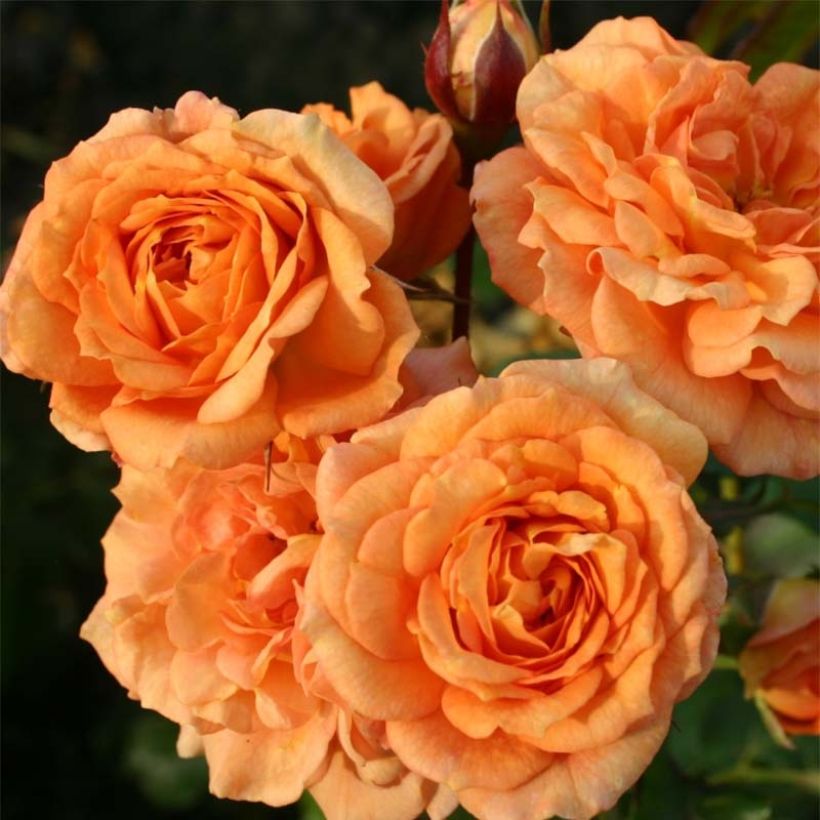 Floribundaruusu Bentheimer Gold (Kukinta)