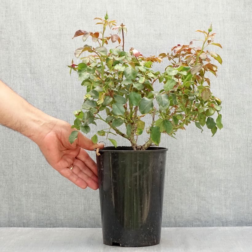 Esimerkki kesällä toimitetusta Floribundaruusu Berleburg 3 litran/4 litran ruukku-taimesta