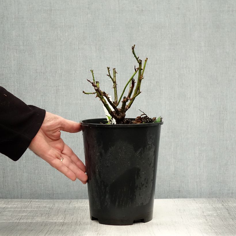 Esimerkki syksyllä toimitetusta Floribundaruusu Bernstein Rose Taneitber 2 litran/3 litran ruukku-taimesta