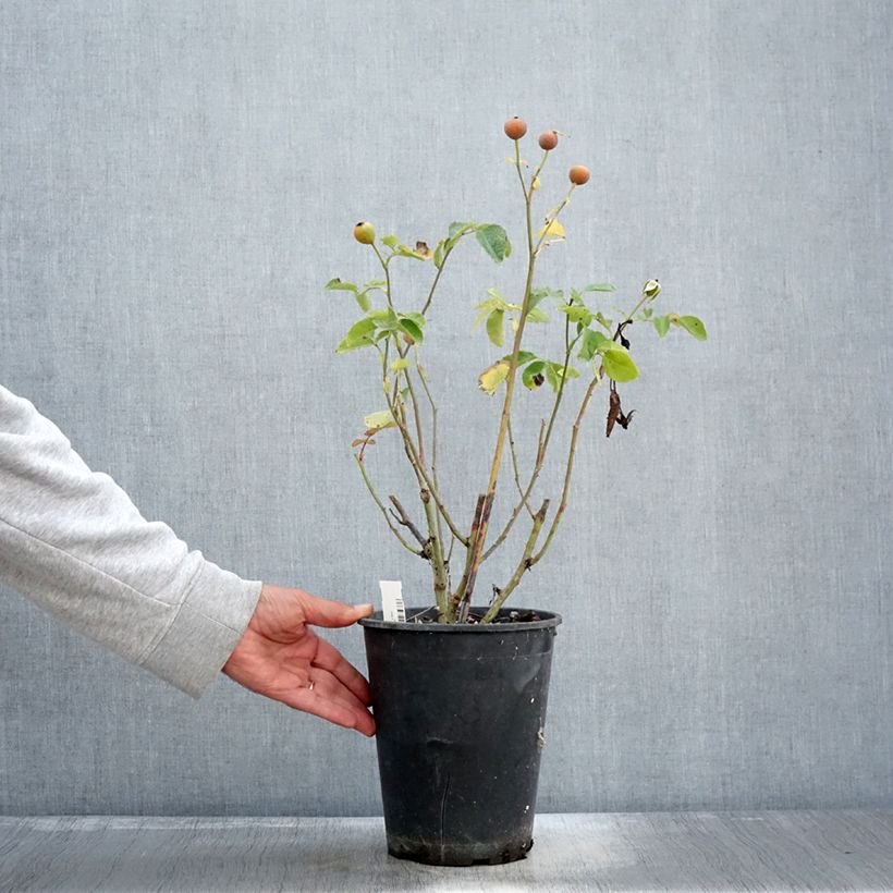 Esimerkki syksyllä toimitetusta Floribundaruusu Bluebell 4 litran/5 litran ruukku-taimesta