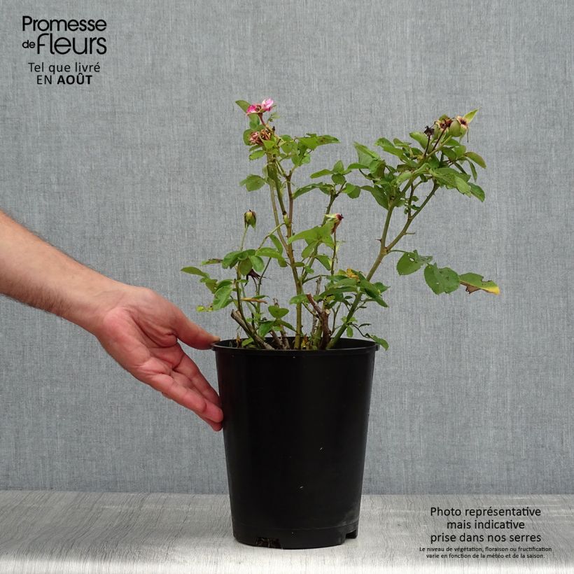 Esimerkki kesällä toimitetusta Floribundaruusu Bluebell 4 litran/5 litran ruukku-taimesta