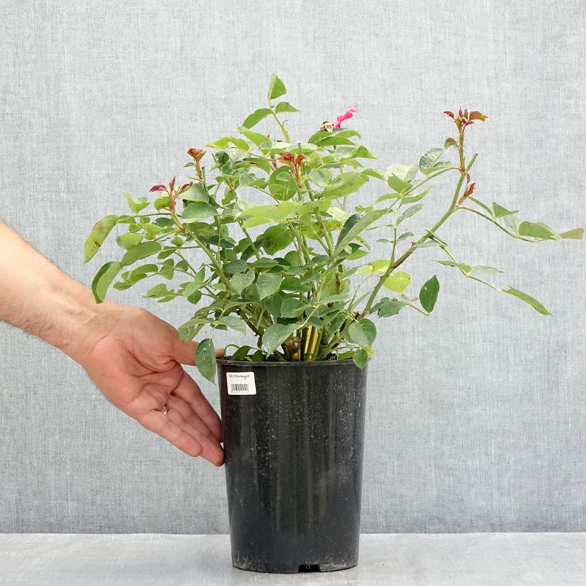 Esimerkki kesällä toimitetusta Floribundaruusu Bordeaux 4 litran/5 litran ruukku-taimesta