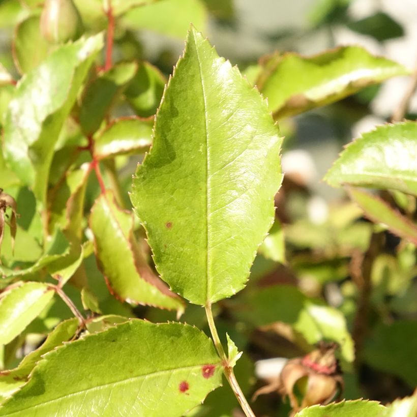 Floribundaruusu Botticelli (Lehvistö)