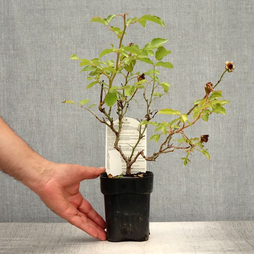 Esimerkki kesällä toimitetusta Floribundaruusu Botticelli 10 cm/11 cm ruukku-taimesta