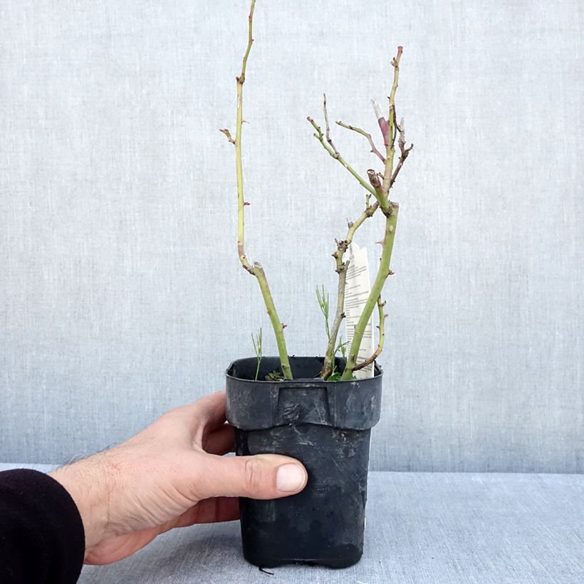 Esimerkki syksyllä toimitetusta Floribundaruusu Botticelli 10 cm/11 cm ruukku-taimesta
