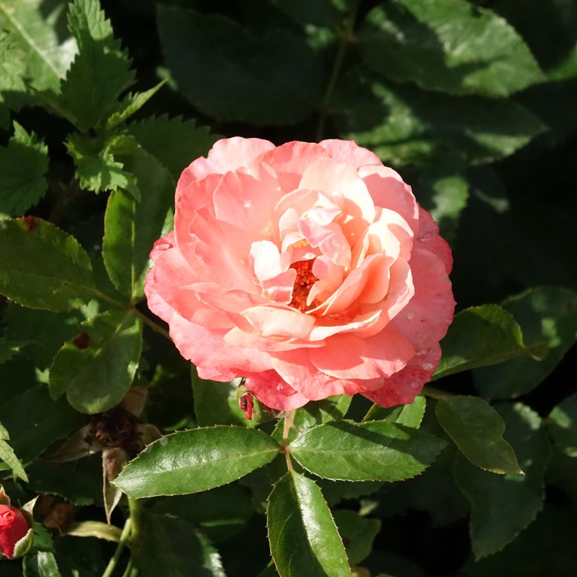 Floribundaruusu Botticelli (Kukinta)