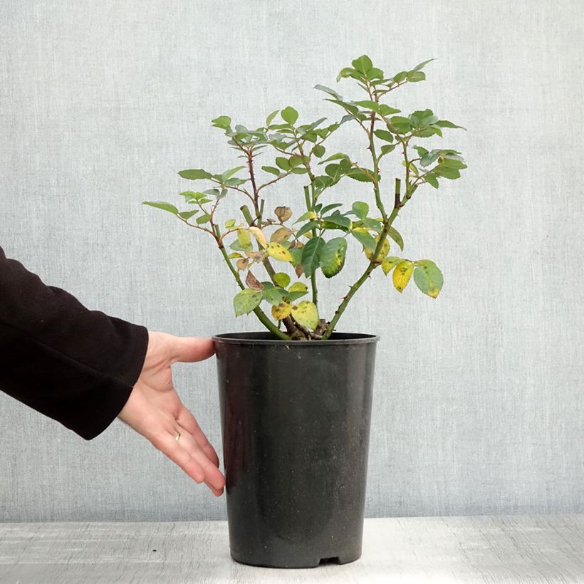Esimerkki syksyllä toimitetusta Floribundaruusu Bouquet Parfait 4 litran/5 litran ruukku-taimesta