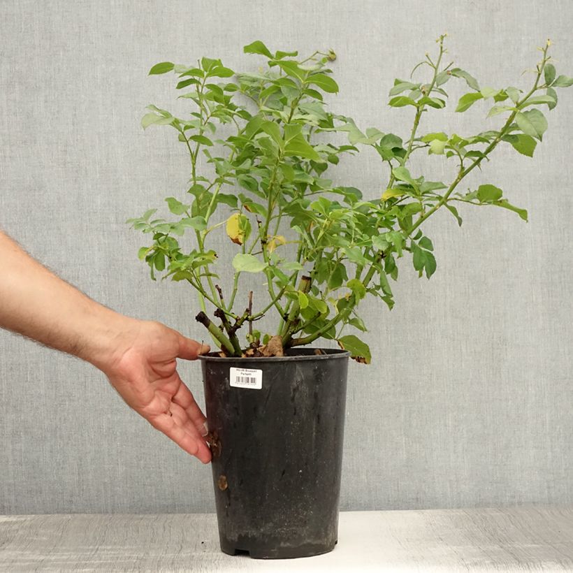 Esimerkki kesällä toimitetusta Floribundaruusu Bouquet Parfait 4 litran/5 litran ruukku-taimesta